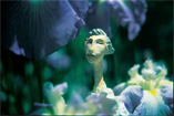 Iris in Wonderland